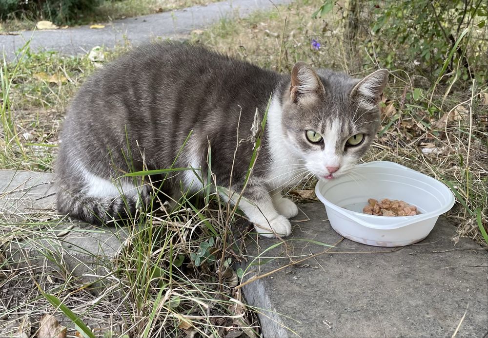 Кошка молодая серая белая кішка молода сірий білий