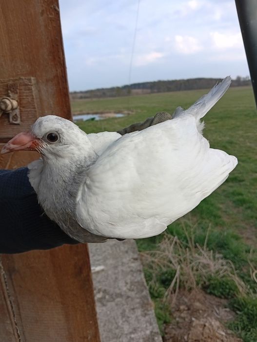 Sprzedam gołębie pocztowe  młode  kolorowe