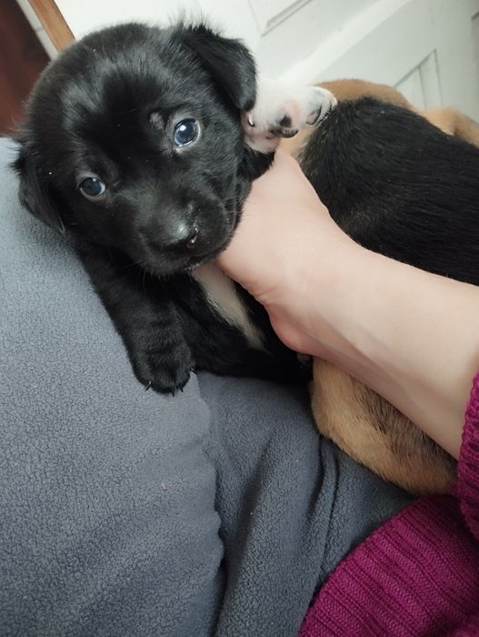 Цуцики хлопчики в хороші руки)