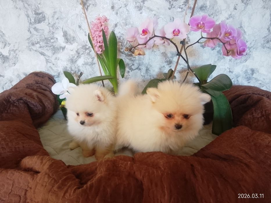 Померанський шпіц готовий до продажу