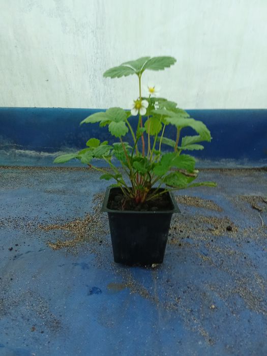 Sprzedam sadzonki poziomki