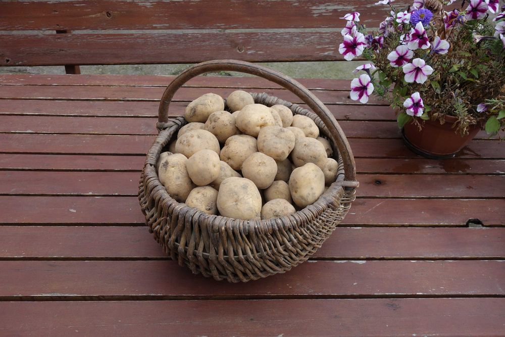 Ziemniaki jadalne Bryza