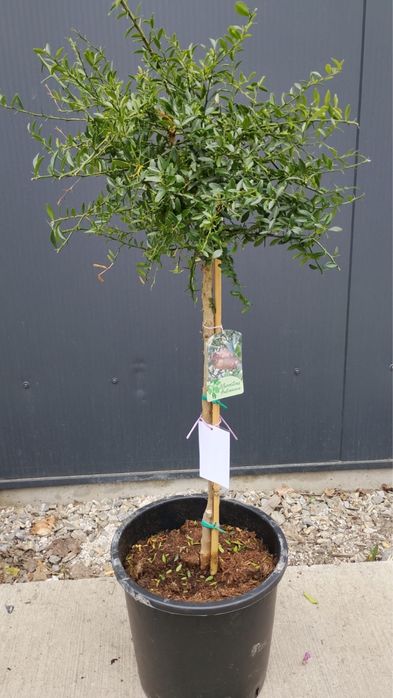 Cytryna Kawiorowa (Finger Lime) 150cm – Piękna, z Hiszpanii! Okazja