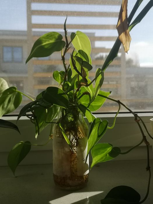 Philodendron brasil - ukorzenione szczepki