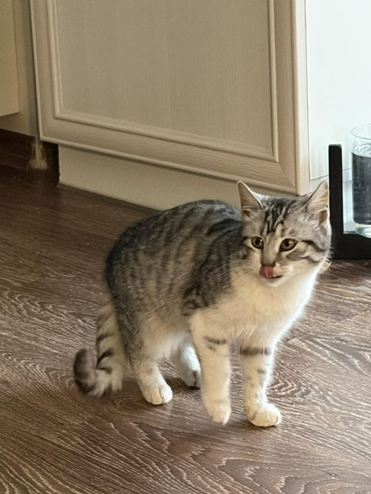 Молоденька стерилізована кішечка шукає сім'ю