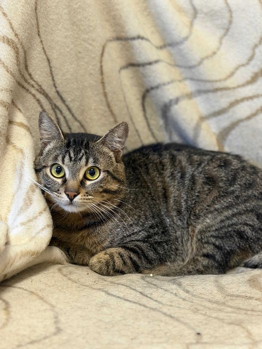 Безкоштовно - молодий 8-місячний кастрований котик.