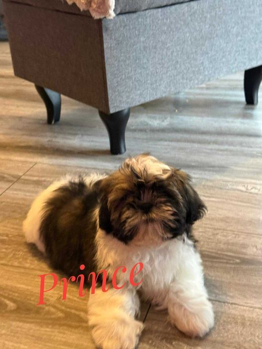 Shih Tzu - chłopczyk , cudny Prince