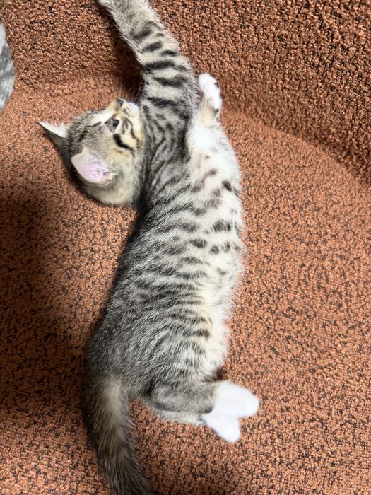 Кішечка Золотої тікірованої шиншили