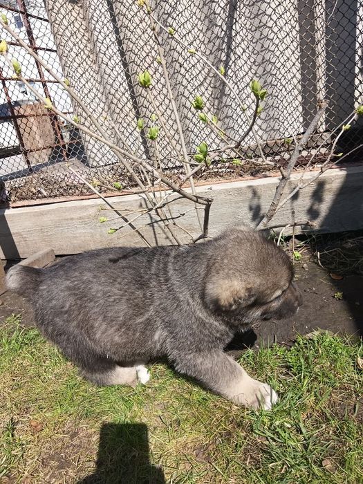 Щенки сао/алабая