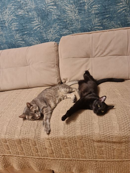 Перетримка тварин котів зооняня Мінська