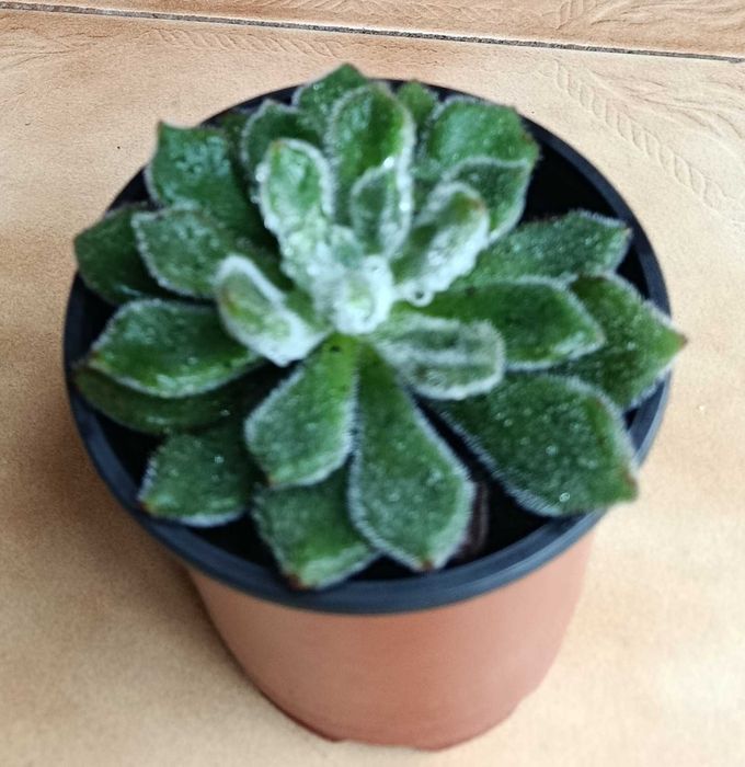 Planta " Echeveria " muito bonita