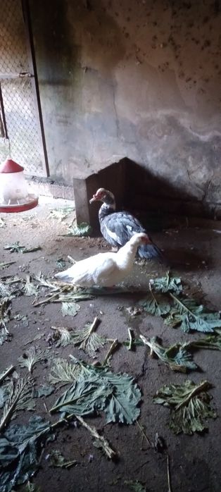 Vendo um casal de patos