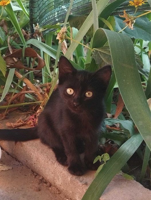 Кошенята, дівчинки.