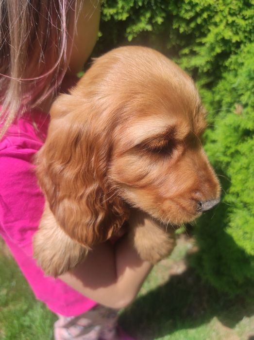 Cocker spaniel angielski chłopak