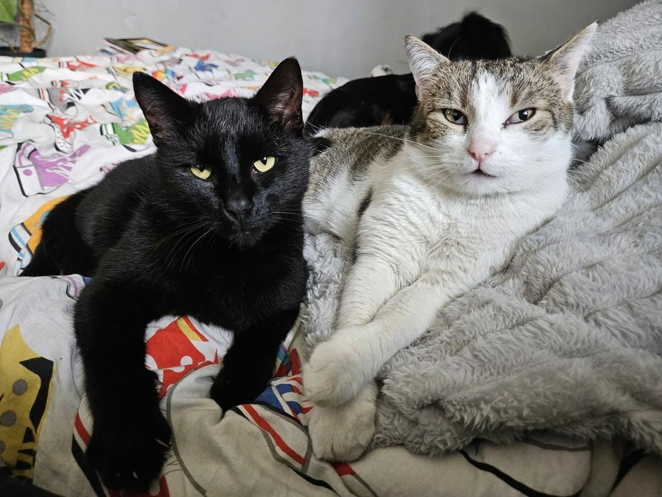 Misiu szuka domku wychodzącego