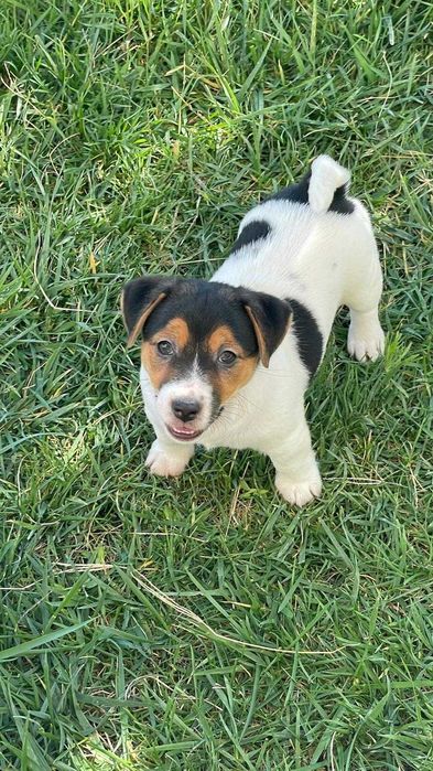 Jack Russell - Descendente de Diversos Campeões