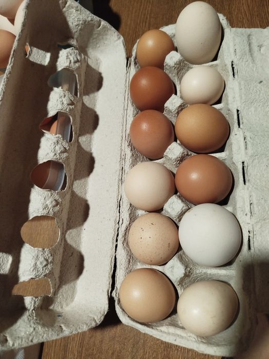 Ovos caseiros galinha