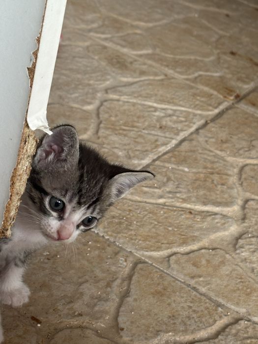 Gatos para adocao