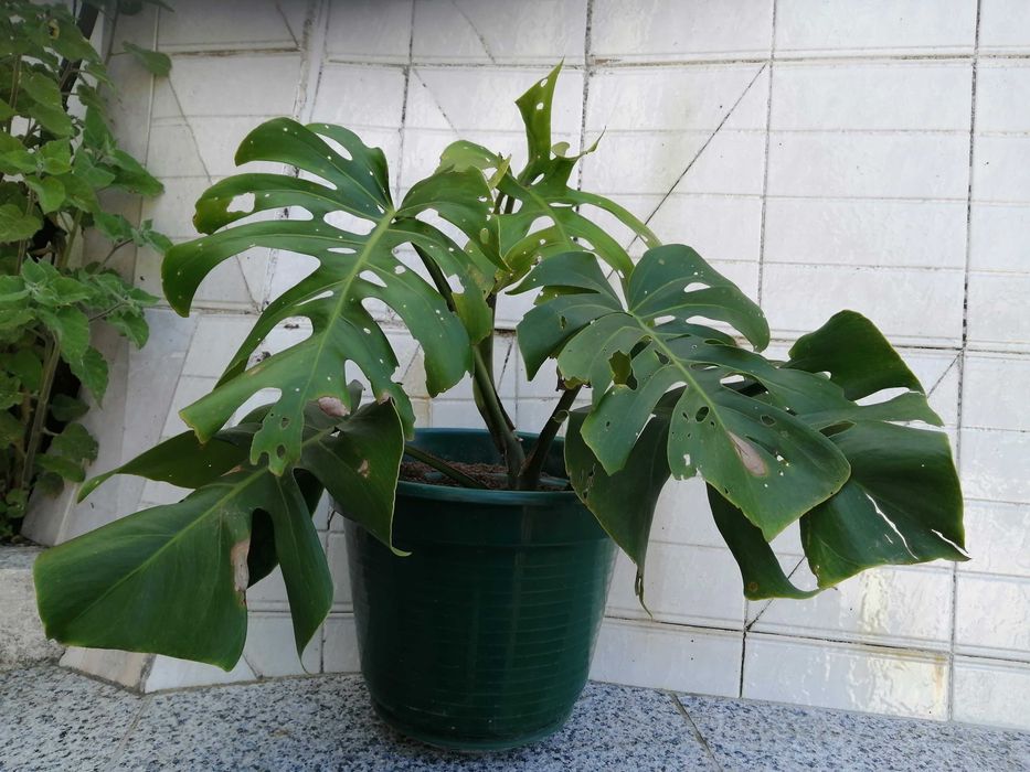 Planta Costela de Adão floreira antiga