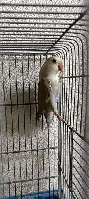 Periquitos e outras aves.