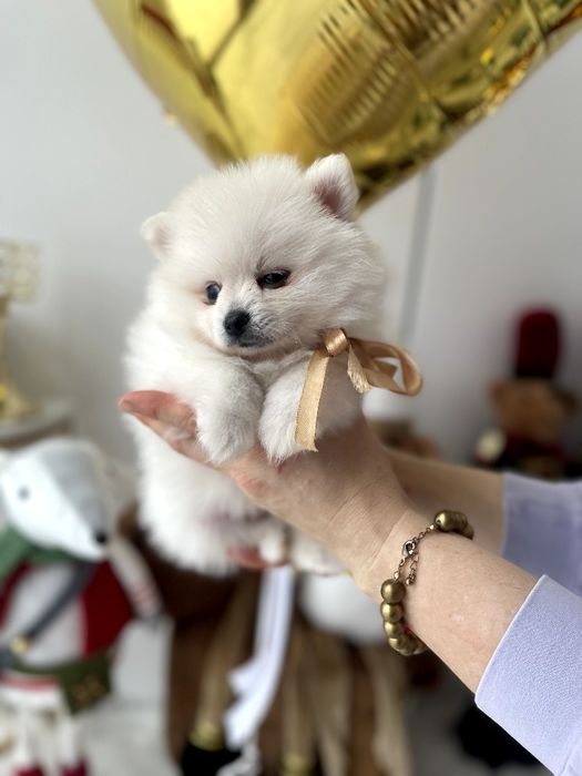 Ексклюзивні  Померанські шпіци з ідеальним характером