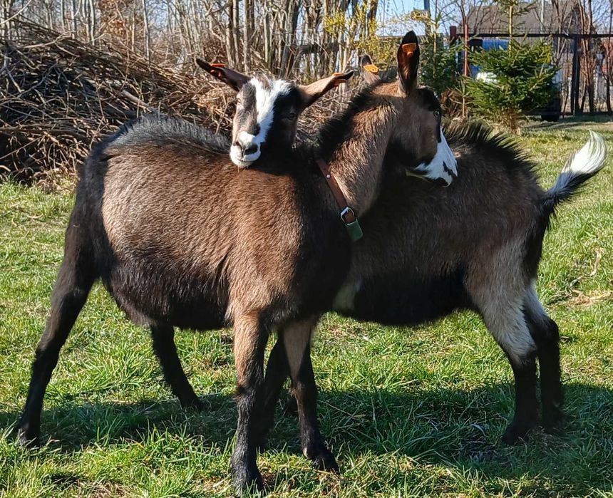 kozy młode sprzedam