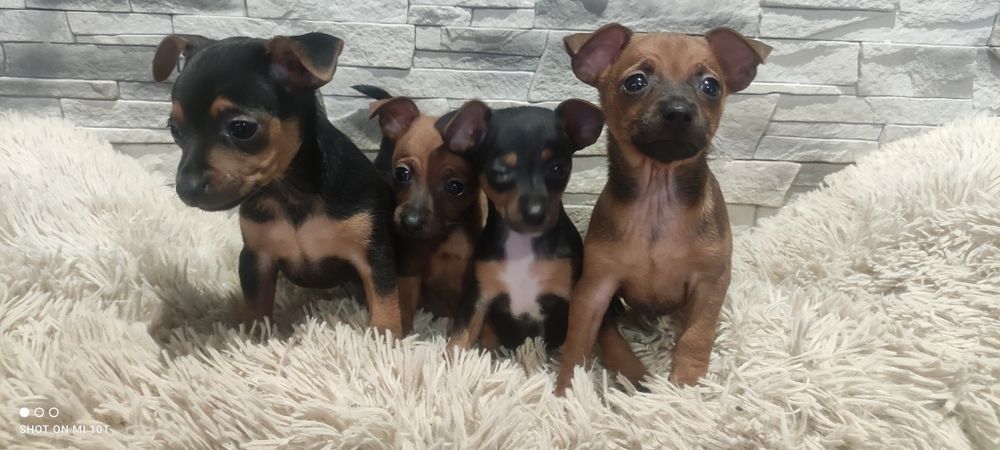 Pinczer miniatura z metryką