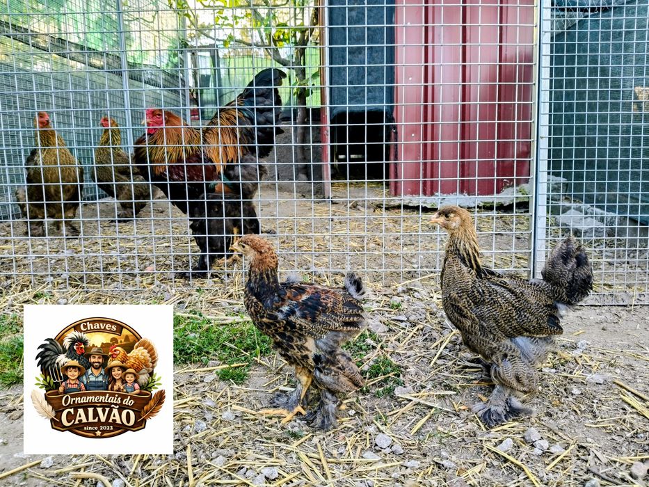 Brahma Perdiz pintos franguinhos