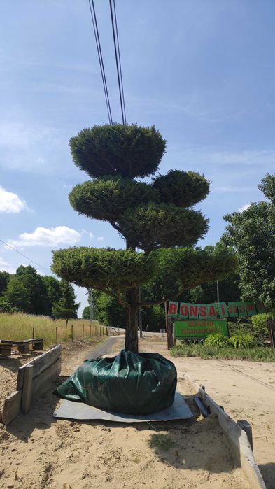 Piękne, formowane drzewa i krzewy ozdobne Bonsai i inne. Sosna, Cis, Tuja, Niwaki. Ogród