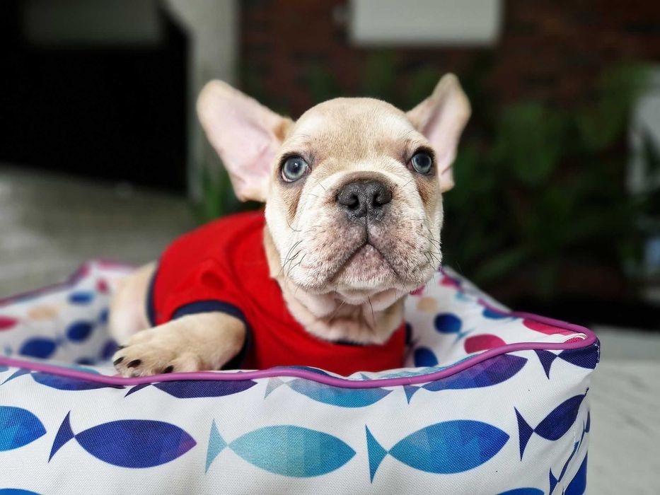 Детки конфетки! Щенки французского бульдога!