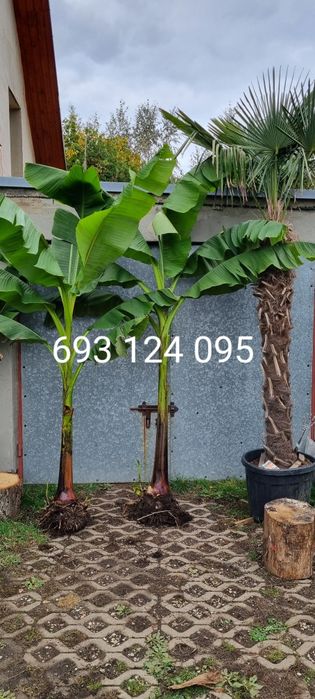 Palma trachycarpus fortunei  pien 40 cm wys calk 170  500zl