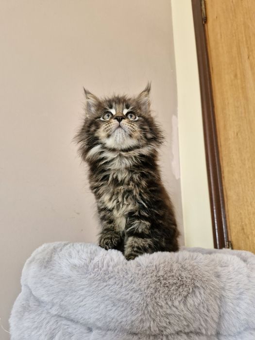 Gatinho Maine Coon com LOP