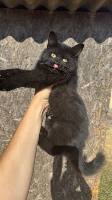 Віддам безкоштовно кошеня (дівчинка)