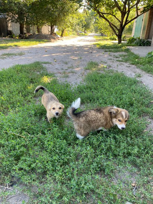 Цуценята невеликої породи