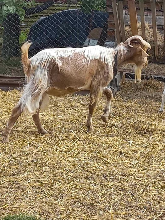 Продам козла зоанеінського