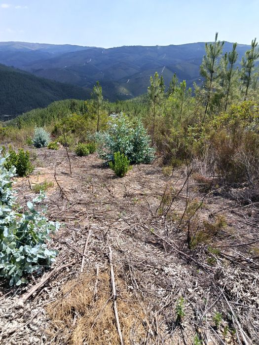 Terreno florestal 11.000 mts