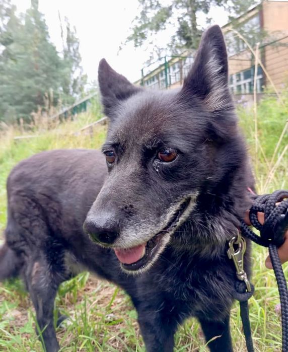 Lilka błaga o szansę ...