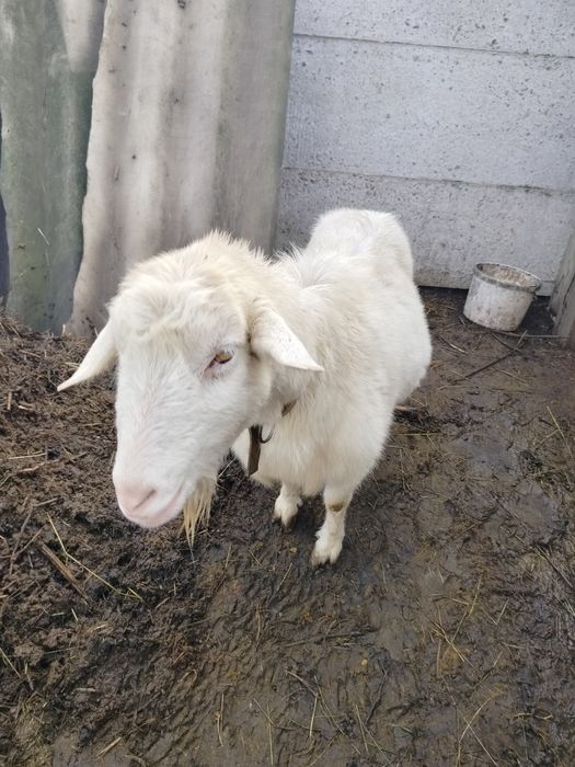 Продам коз Зоонинские