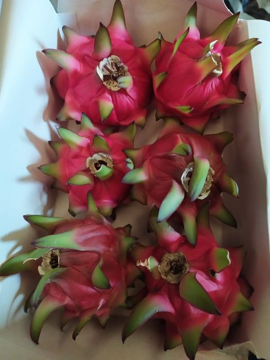 Pitaia com raiz. Dragon Fruit. Jindu e Ghihonglong