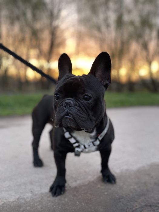 Для штучного запліднення! Голубогенний Француз Бульдог тільки м. Ніжин