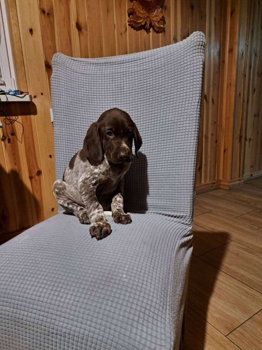 Wyżeł niemiecki krótkowłosy