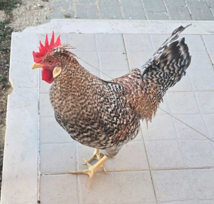 Frangos cream legbar e leghorn