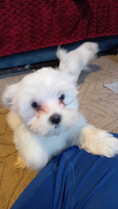 Szczenięta maltańczyk