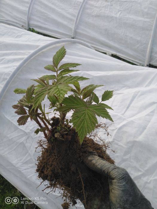 Брусилівський стандарт. Саджанці малини, молоді