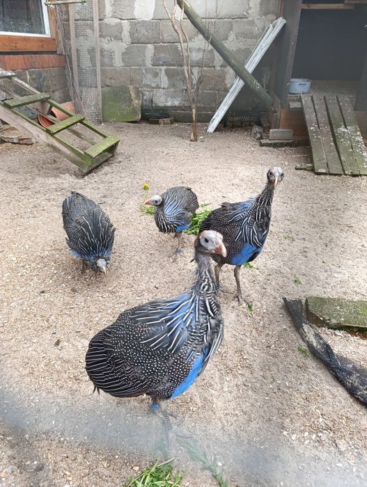 Ptaki ozdobne perlice sępie