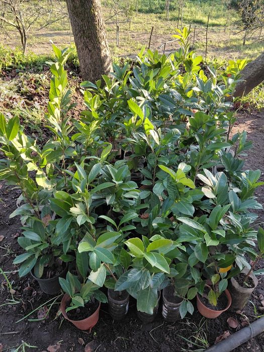 Lauros para sebes louro cerejo para sebes