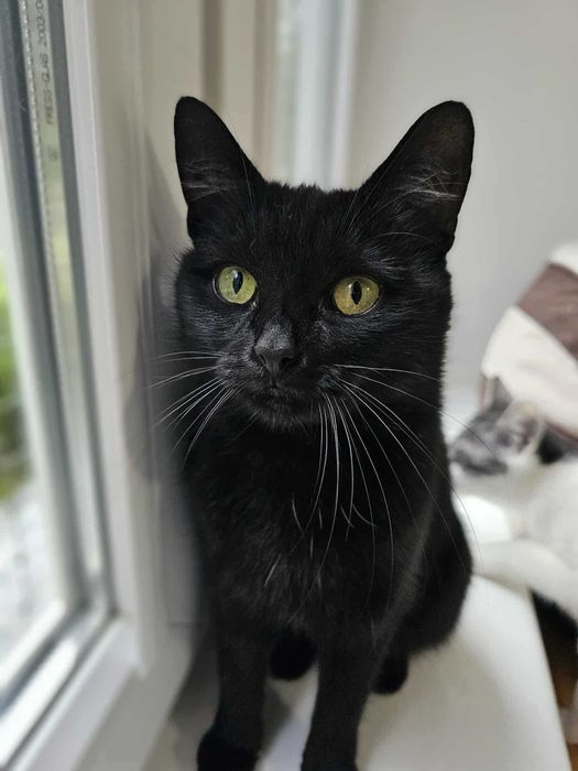 Chryzia "plusik" bez szans na dom?