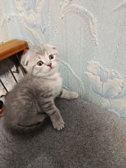 Котята шотландские вислоухие