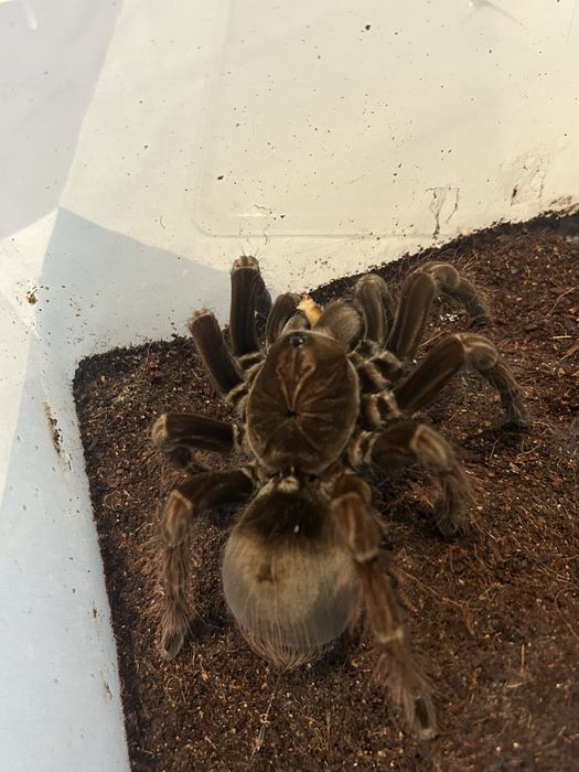 Pamphobeteus platyomma prasznik