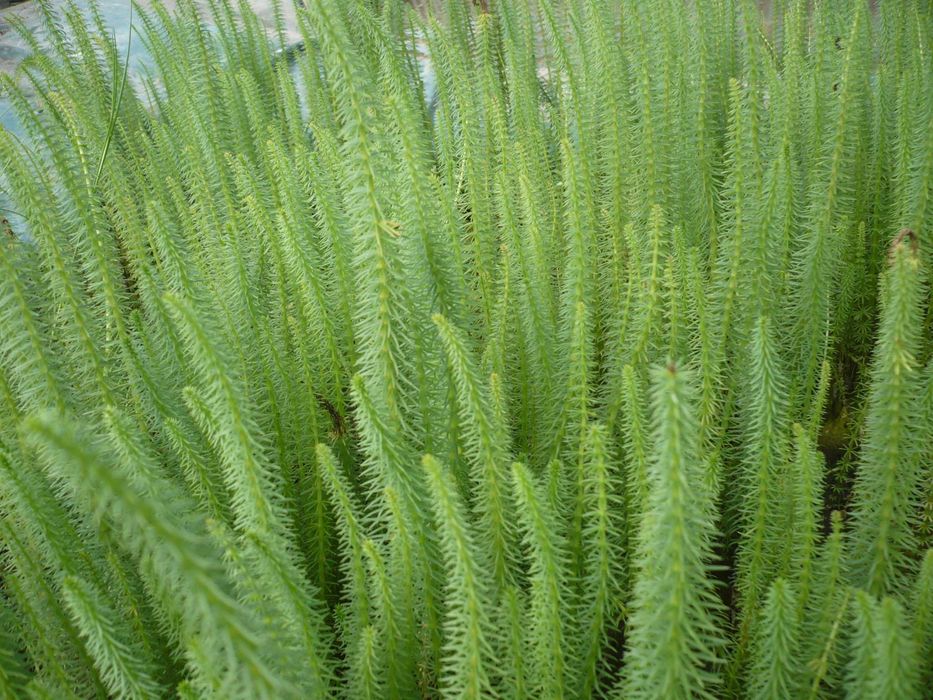 Rośliny wodne, rośliny przybrzeżne , Kamieńsk lesiakowski.pl